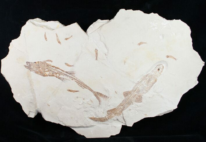 Incredible Fossil Shark (Pararhincodon) - Lebanon #10885